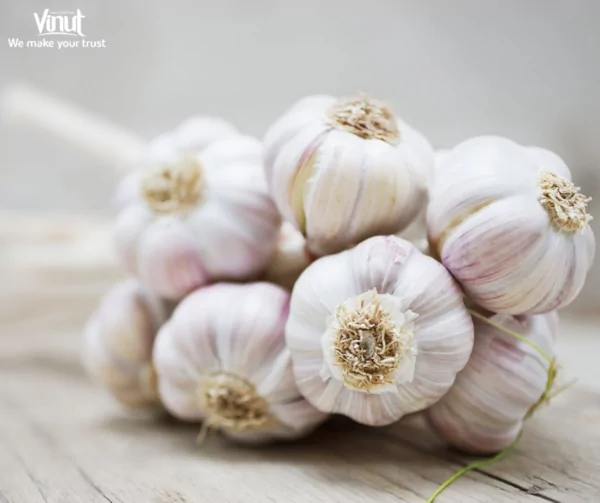 VINUT_The origin of garlic is thought to begin more than 5,000 years ago VINUT_The origin of garlic is thought to begin more than 5,000 years ago