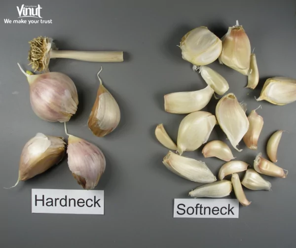 VINUT_Hardneck and Softneck Garlic VINUT_Hardneck and Softneck Garlic