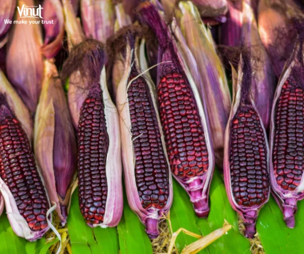 VINUT_Purple corn, also known as corn or Zea mays, is a type of corn with purple or dark green seeds.