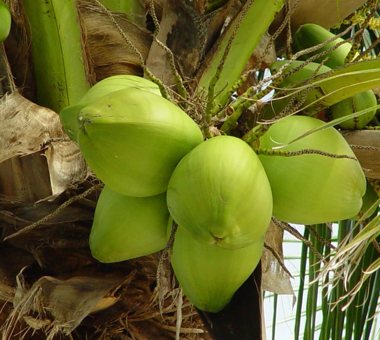 13 Common Questions About Coconut Water Answered