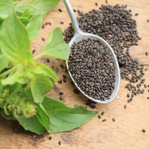 2023 Fascinating Benefits and Uses of Basil Seeds 2023 Fascinating Benefits and Uses of Basil Seeds