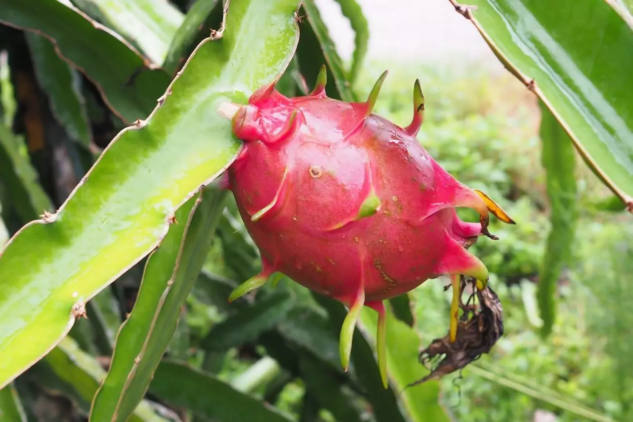 2023 Vietnamese Fruits You Should Try When in Vietnam 2023 Vietnamese Fruits You Should Try When in Vietnam