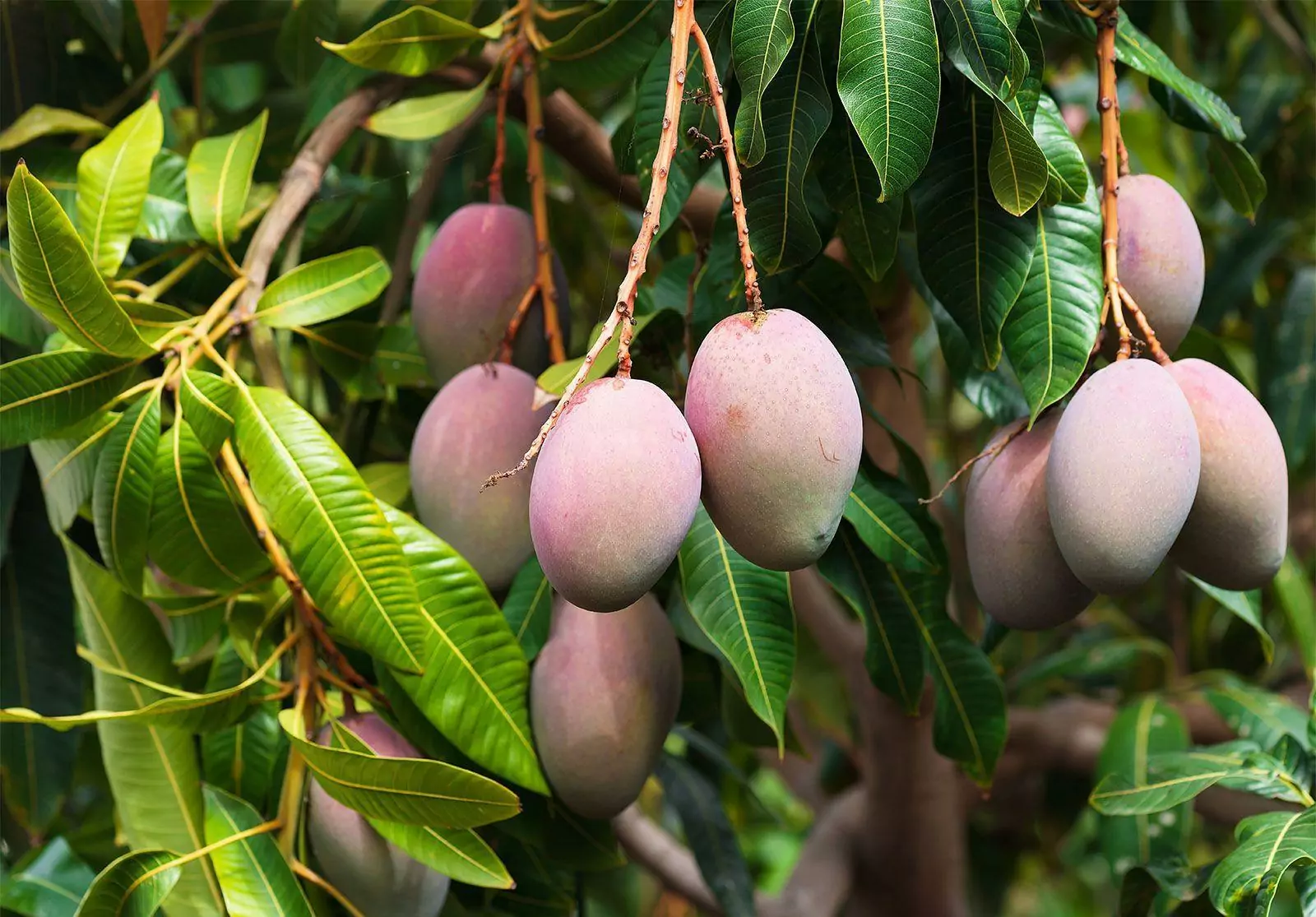 2023 Vietnamese Fruits You Should Try When in Vietnam 2023 Vietnamese Fruits You Should Try When in Vietnam