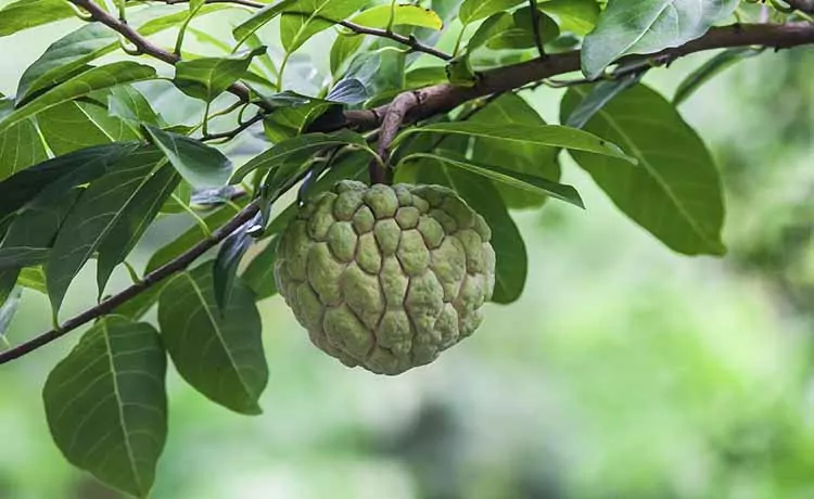 2023 Vietnamese Fruits You Should Try When in Vietnam 2023 Vietnamese Fruits You Should Try When in Vietnam