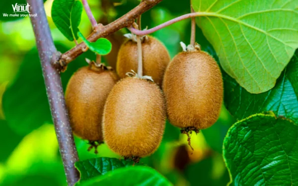 VINUT_The kiwi fruit, scientifically known as Actinidia deliciosa, is native to the Chang Kiang Valley in China