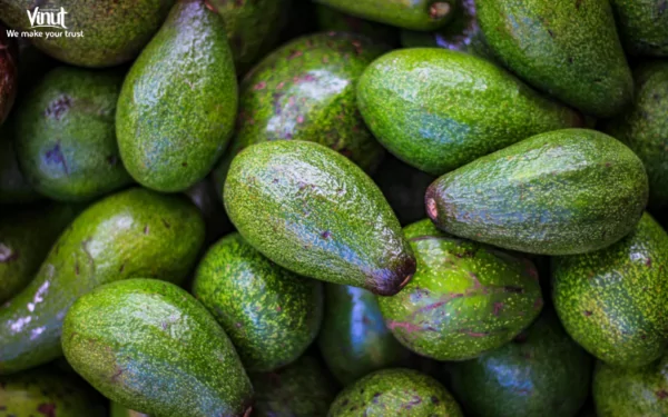 VINUT_Avocado