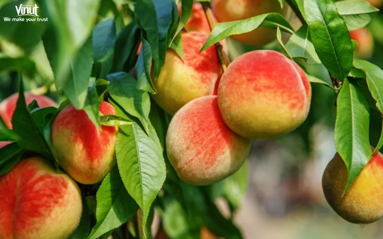 Peach: Delicious and Juicy Fruit for Hot Summer 6 VINUT_Peaches, scientifically known as Prunus persica, are believed to have originated in China over 8,000 years ago