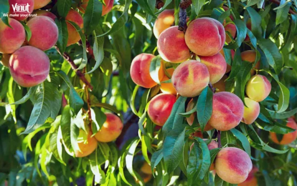 VINUT_Elberta peaches