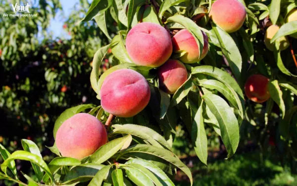 VINUT_O'henry Peaches