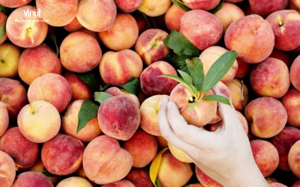 VINUT_Peach