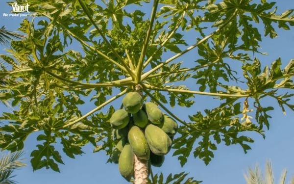 VINUT_Papaya is believed to have originated in the tropical regions of Central America, specifically in Mexico and Costa Rica