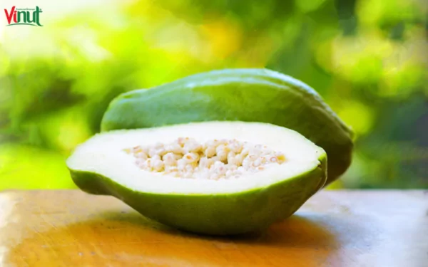 VINUT_Green Papaya