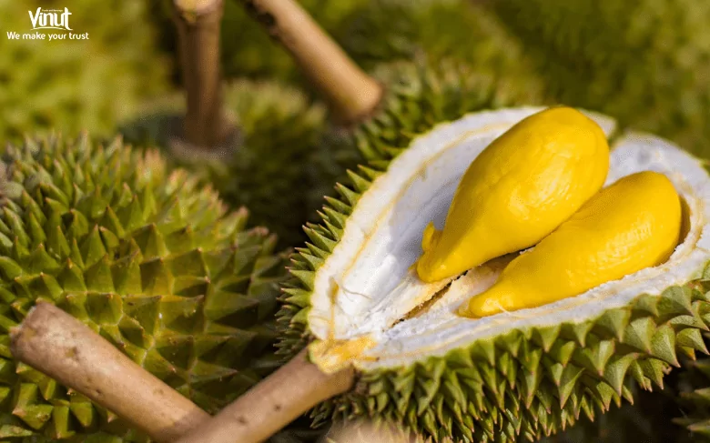 Durian: Exploring The King of Fruits 3 VINUT_Durian Varieties