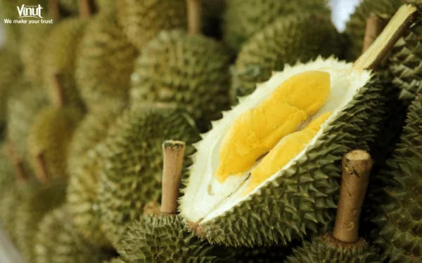 VINUT_Durian VINUT_Durian
