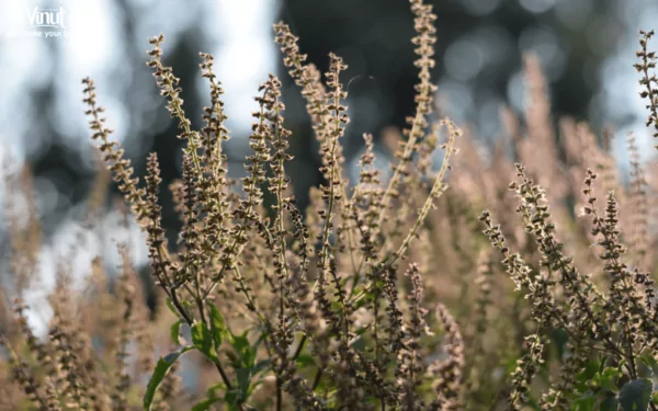 VINUT_Basil Seeds Plant