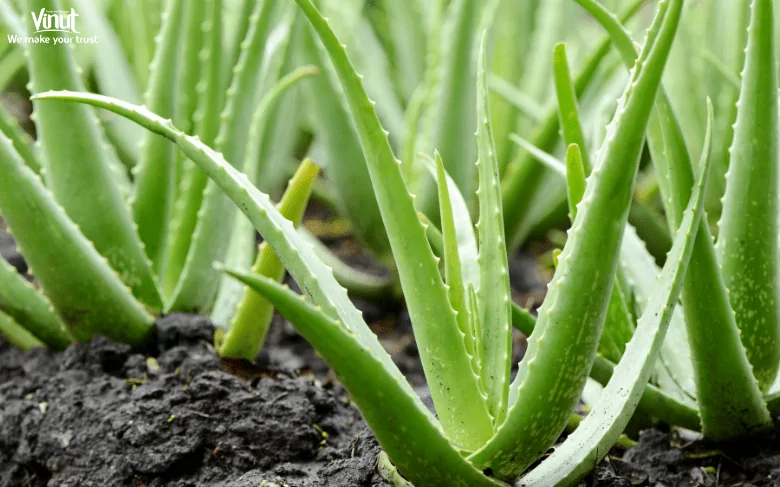 VINUT_Introduction to Aloe Vera