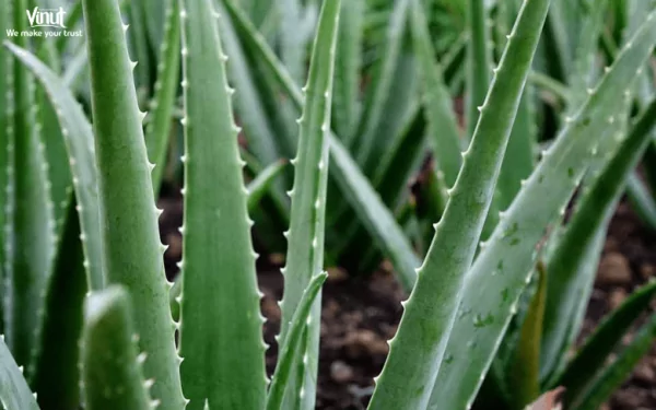 VINUT_Aloe vera has been used for centuries for its medicinal properties VINUT_Aloe vera has been used for centuries for its medicinal properties