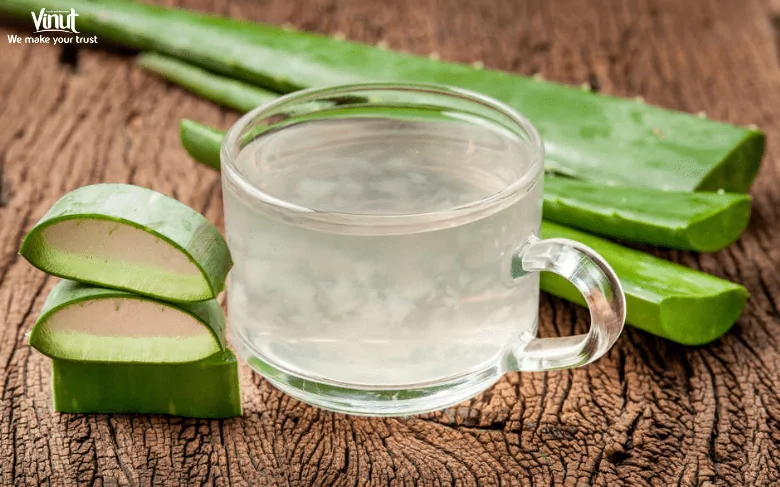 Aloe Vera Juice in Traditional Medicine 4 VINUT_Aloe Vera Juice