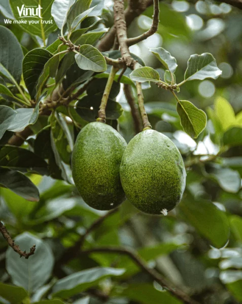 VINUT_Avocado, scientifically known as Persea americana