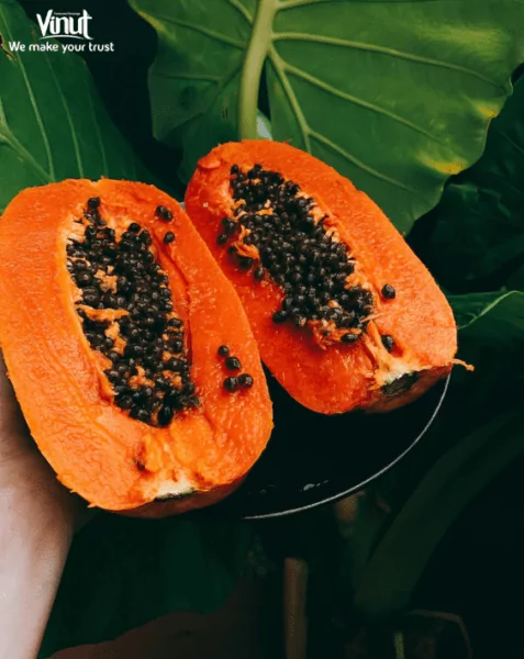 VINUT_The fruit is an excellent source of vitamin C and A