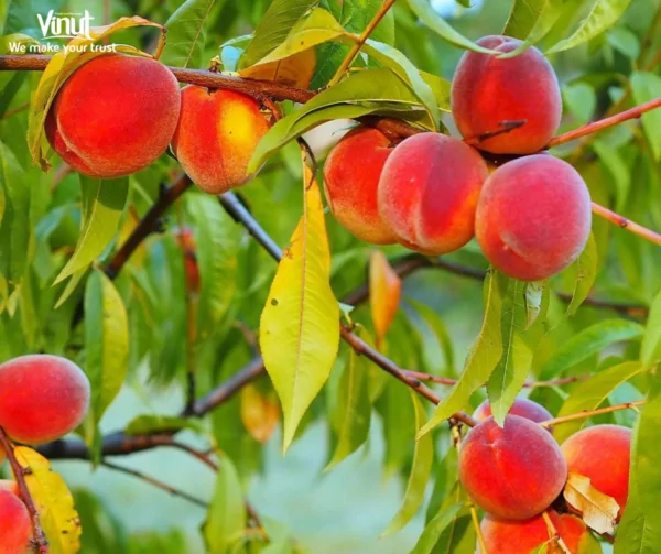 VINUT_Red Haven Peaches