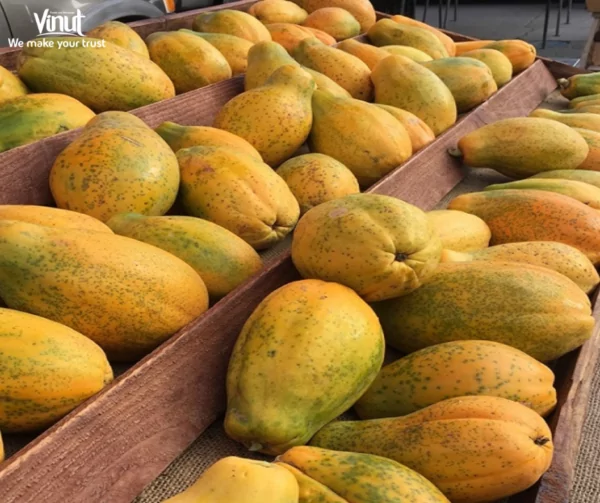 VINUT_Solo Papaya