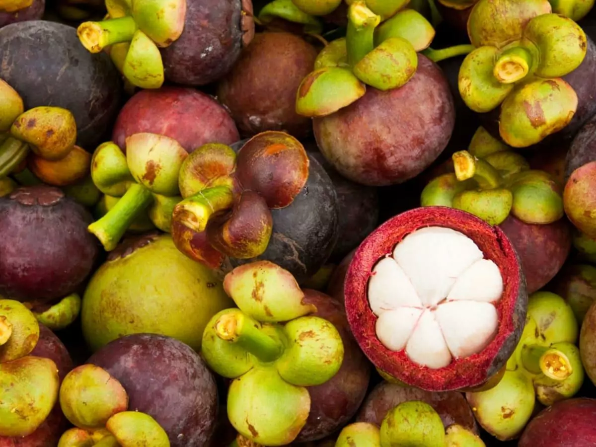 Mangosteen with Collagen Side Effects, Benefits, and Arthritis Relief Mangosteen with Collagen Side Effects, Benefits, and Arthritis Relief