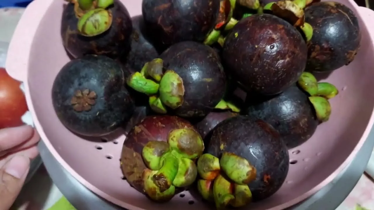 Mangosteen with Collagen Side Effects, Benefits, and Arthritis Relief 3 Mangosteen with Collagen Side Effects, Benefits, and Arthritis Relief