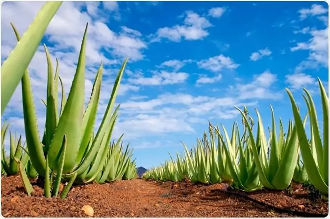The Incredible Benefits of Aloe Vera for Health Unlocking the Power of Nature The Incredible Benefits of Aloe Vera for Health Unlocking the Power of Nature