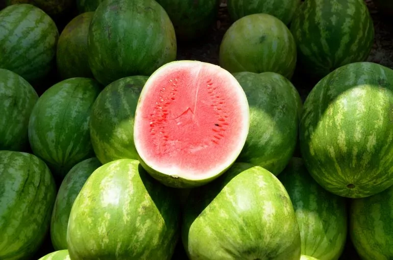 The Refreshing Delight Aloe Vera Watermelon Drink The Refreshing Delight Aloe Vera Watermelon Drink