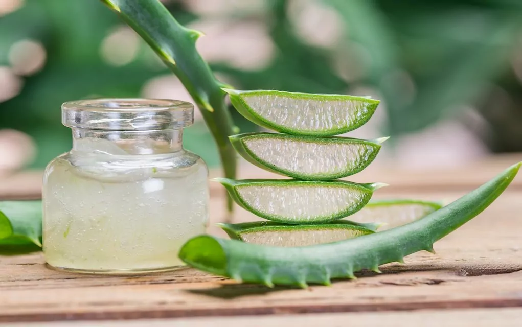 Title Exploring the Benefits and Origins of Original Aloe Vera Products Title Exploring the Benefits and Origins of Original Aloe Vera Products