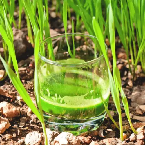 Wheatgrass Juice Benefits Is It Good to Drink Everyday? Nutrition, Daily Intake 4 Wheatgrass Juice Benefits Is It Good to Drink Everyday? Nutrition, Daily Intake