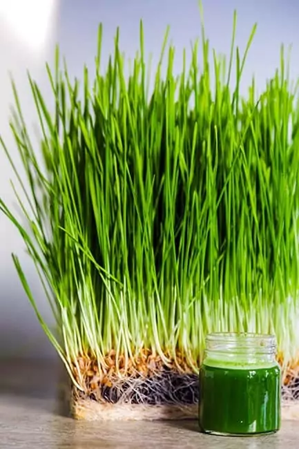 Wheatgrass Juice Benefits Is It Good to Drink Everyday? Nutrition, Daily Intake 5 Wheatgrass Juice Benefits Is It Good to Drink Everyday? Nutrition, Daily Intake