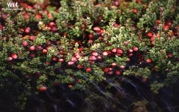 VINUT_Nutritional Profile of Cranberry
