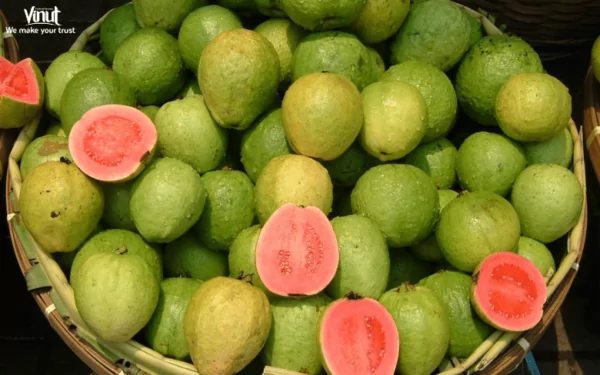 VINUT_Guava