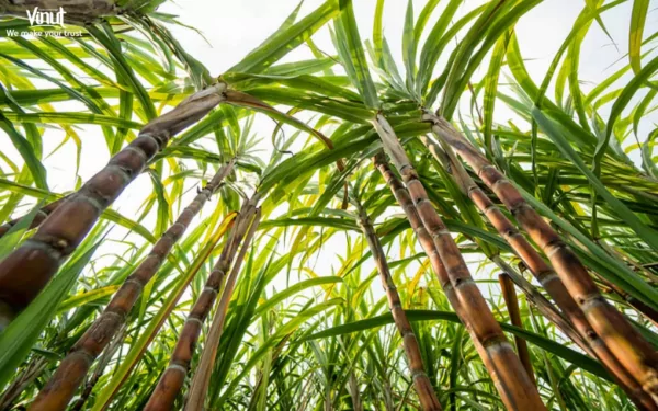 VINUT_The Nutritional Profile of Sugarcane Juice VINUT_The Nutritional Profile of Sugarcane Juice