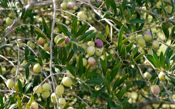 VINUT_Olives Description