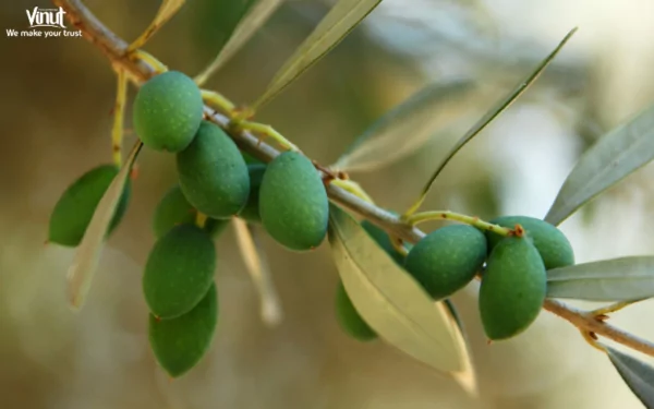 VINUT_Green Olives