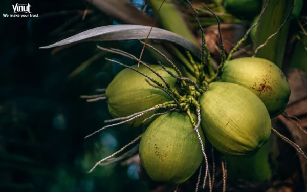 VINUT_Coconut