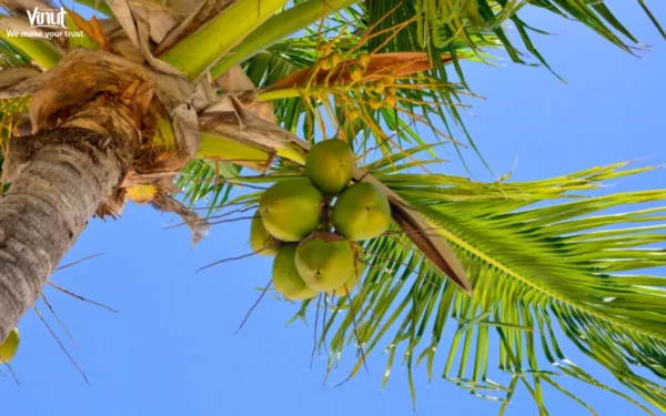 VINUT_Coconut Tree