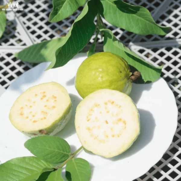 VINUT_White Indian Guava