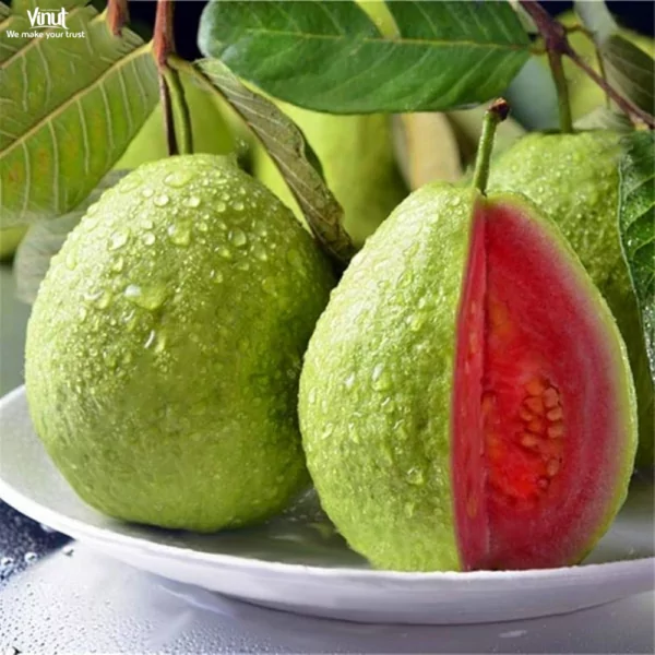 VINUT_Apple Guava