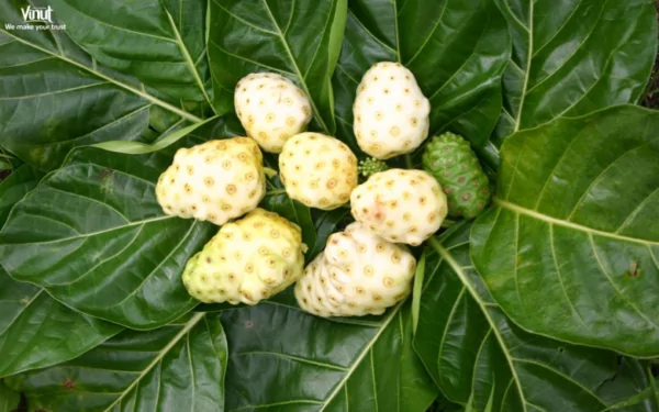 VINUT_Introduction to Noni: Nature’s Wellness Gift VINUT_Introduction to Noni: Nature’s Wellness Gift