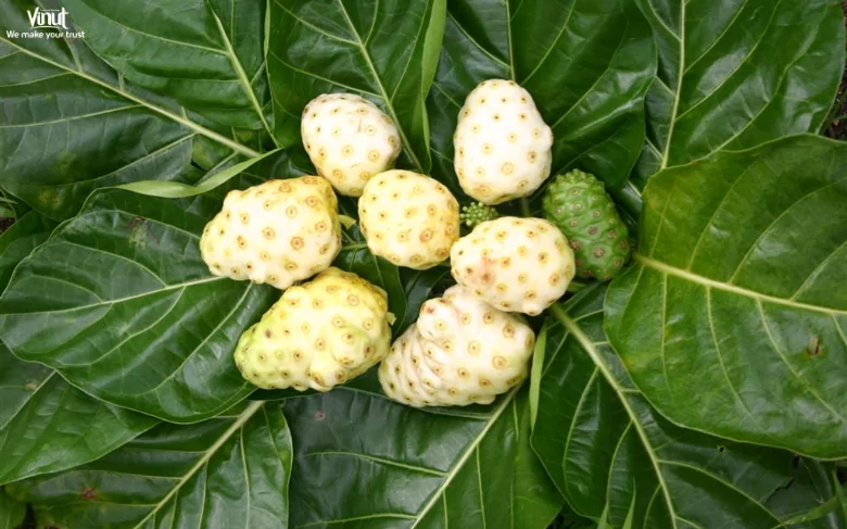 Noni Juice: The Fascinating Health Benefits and Uses 2 VINUT_Introduction to Noni: Nature’s Wellness Gift