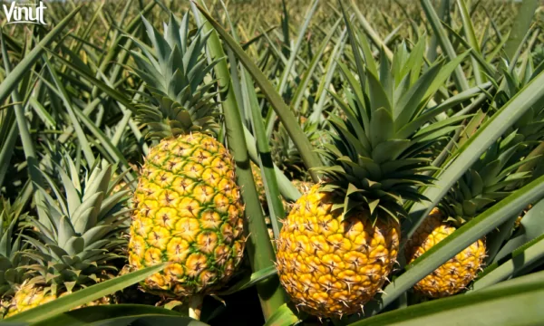 VINUT_Cultivating Pineapples: From Farm to Table