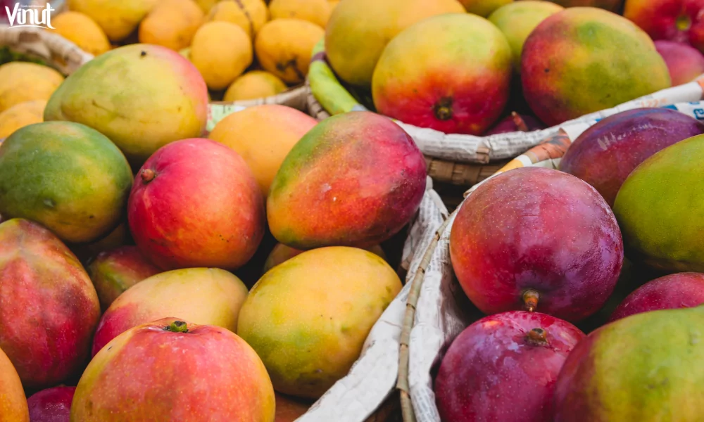 VINUT_Mangoes