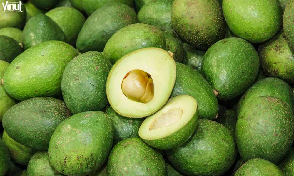 VINUT_Avocado