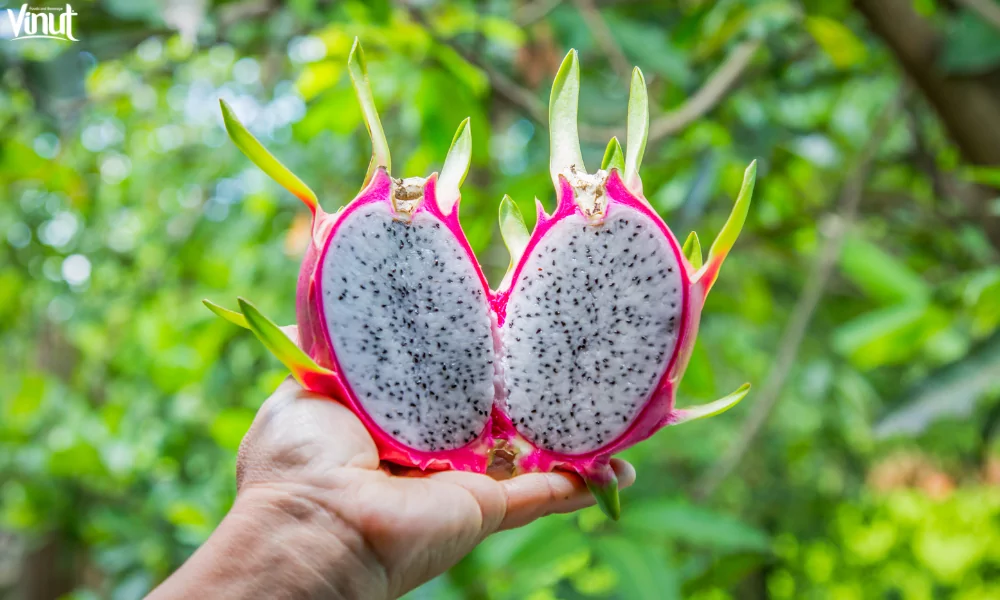 Dragon Fruit: A Journey into Its Origins, Varieties, and Health Benefits 3 VINUT_White-fleshed Dragon Fruit