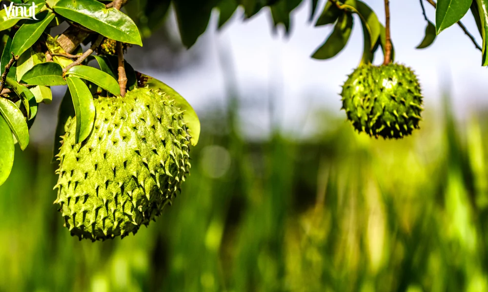 VINUT_What Is Soursop?