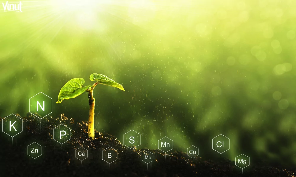VINUT_Rich in Nutrients